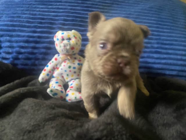 French Bulldog Puppies media 12