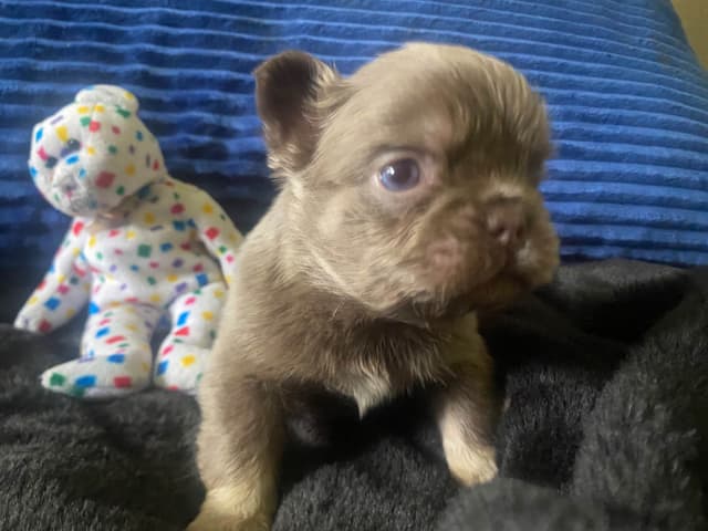 French Bulldog Puppies media 11