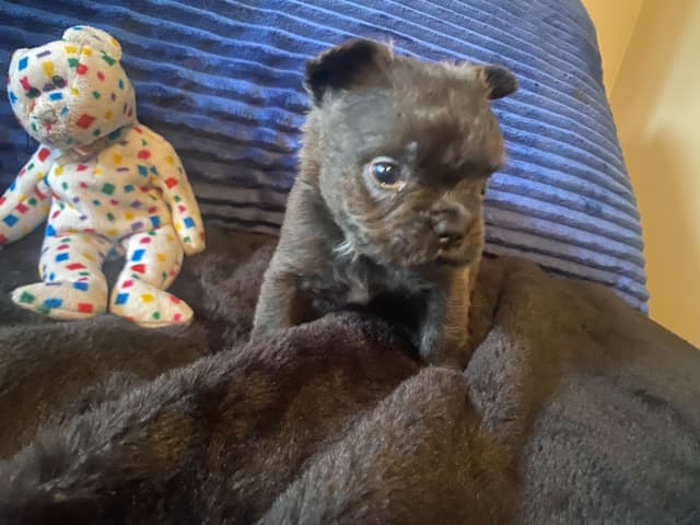 French Bulldog Puppies media 13