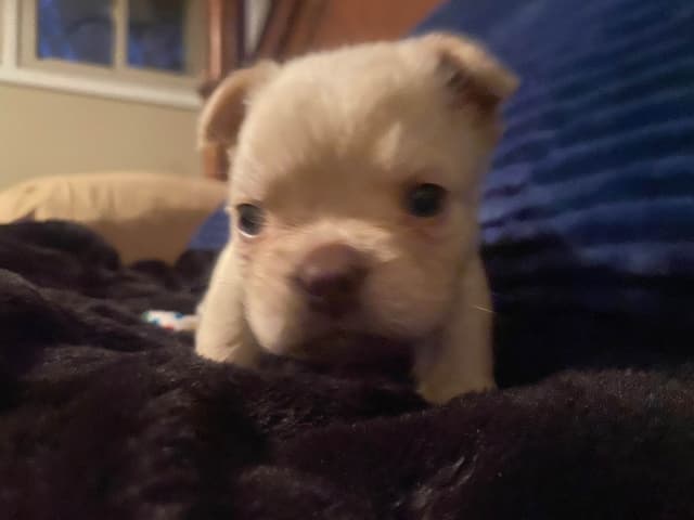 French Bulldog Puppies media 2