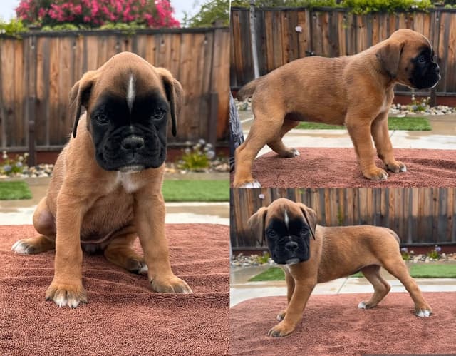 Boxer Puppy media 4
