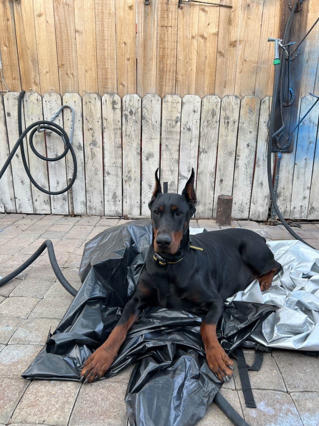 Doberman Pinscher Puppies media 2