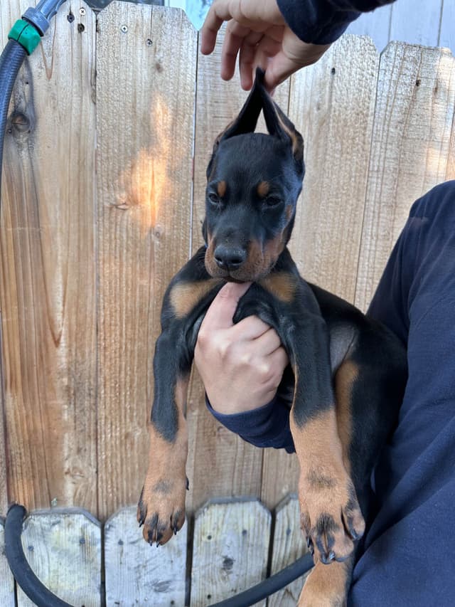 Doberman Pinscher Puppies media 4