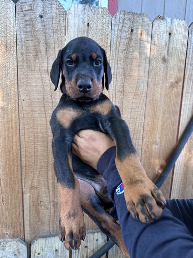 Doberman Pinscher Puppies media 5