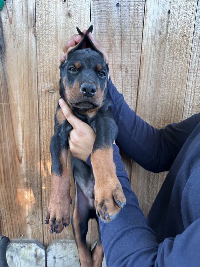 Doberman Pinscher Puppies media 7