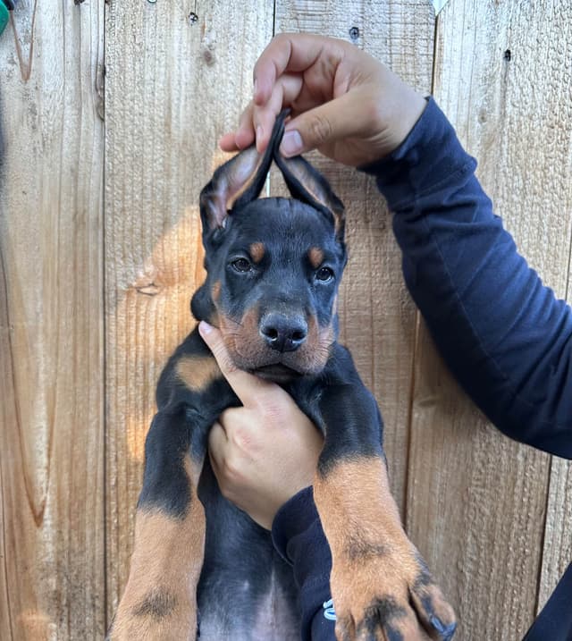 Doberman Pinscher Puppies media 8