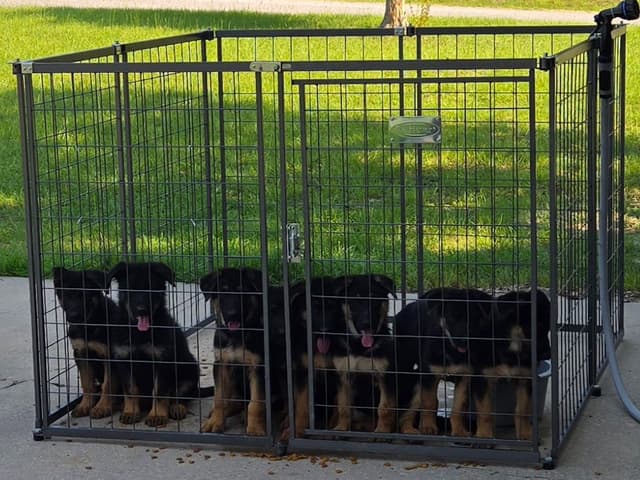 German Shepherd Dog Puppies media 2
