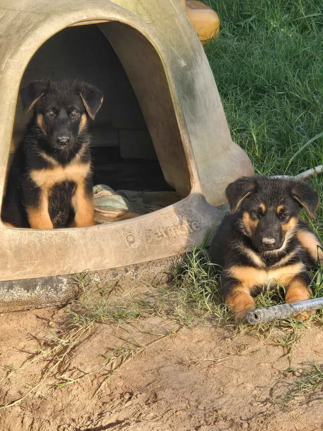 German Shepherd Dog Puppies media 4