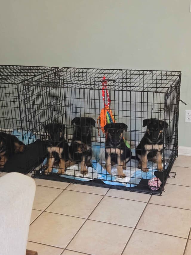 German Shepherd Dog Puppies media 5
