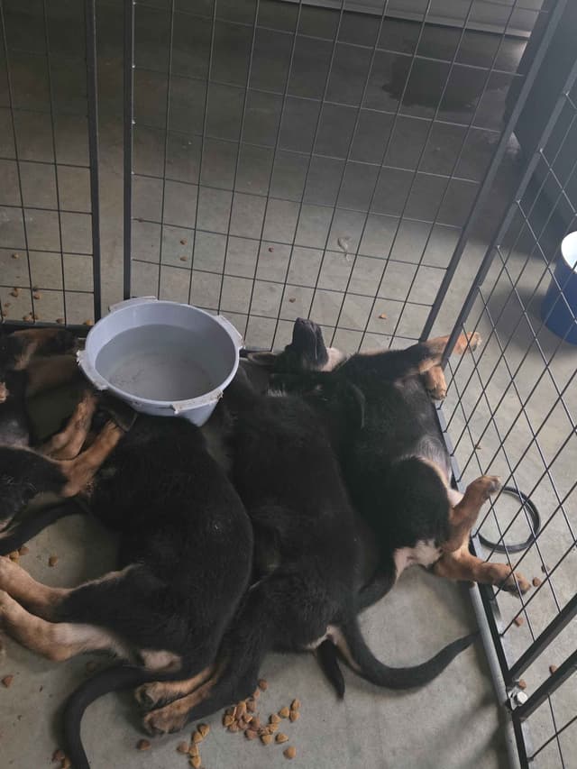 German Shepherd Dog Puppies media 8