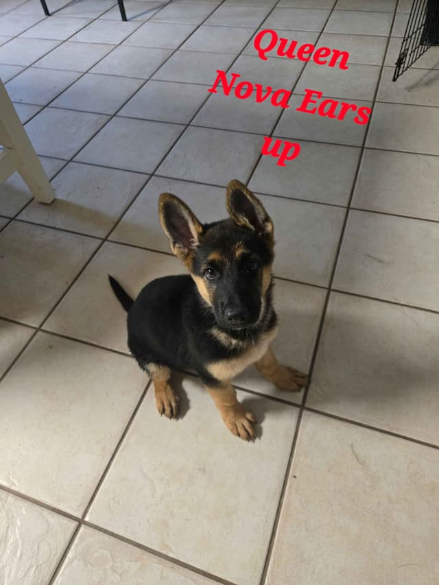 German Shepherd Dog Puppies media 9