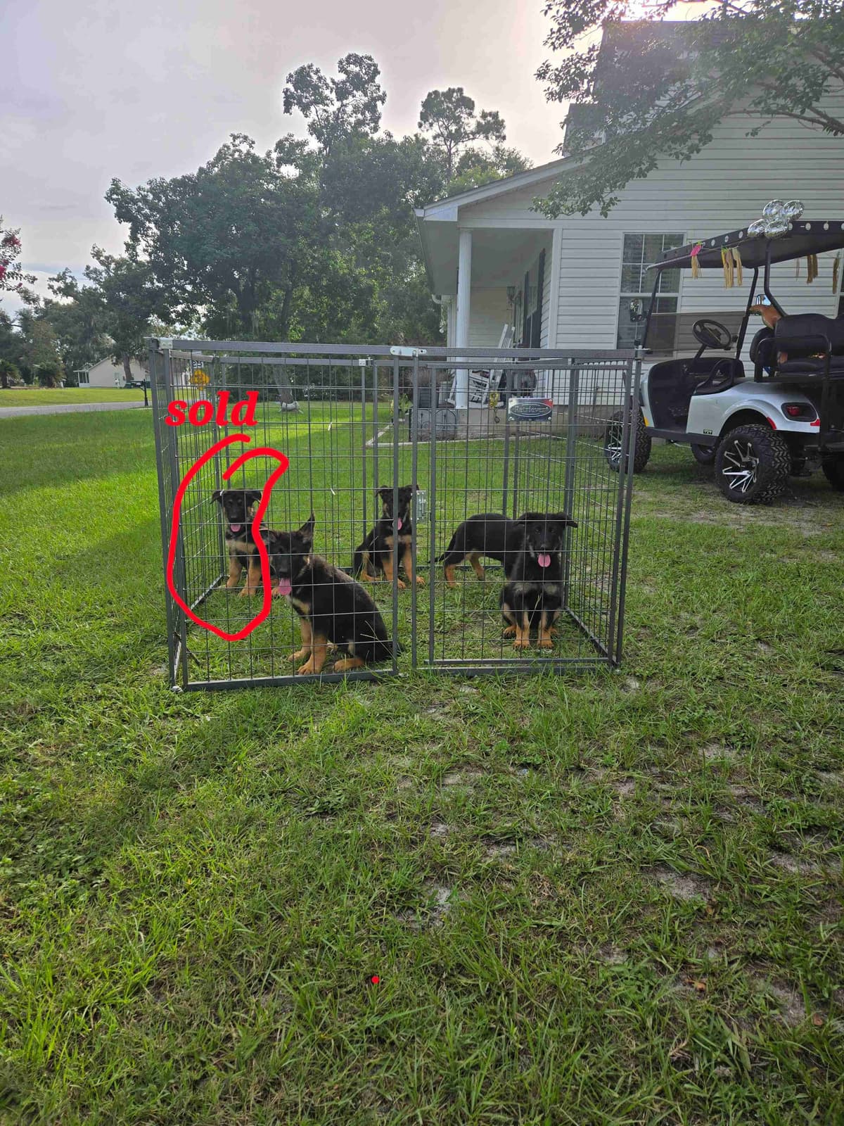 German Shepherd Dog Puppies breeder image 2