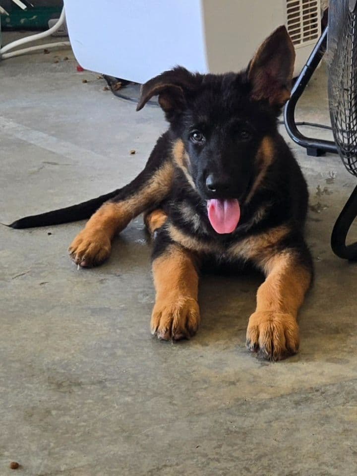 German Shepherd Dog Puppies breeder image 3