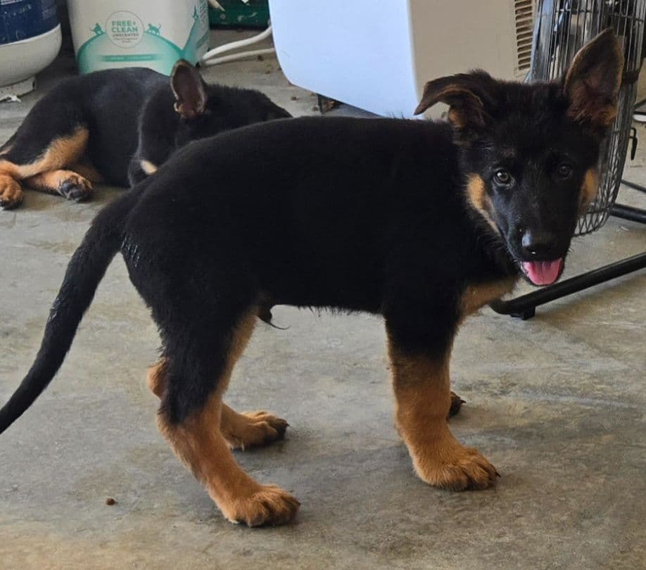 German Shepherd Dog Puppies breeder image 4