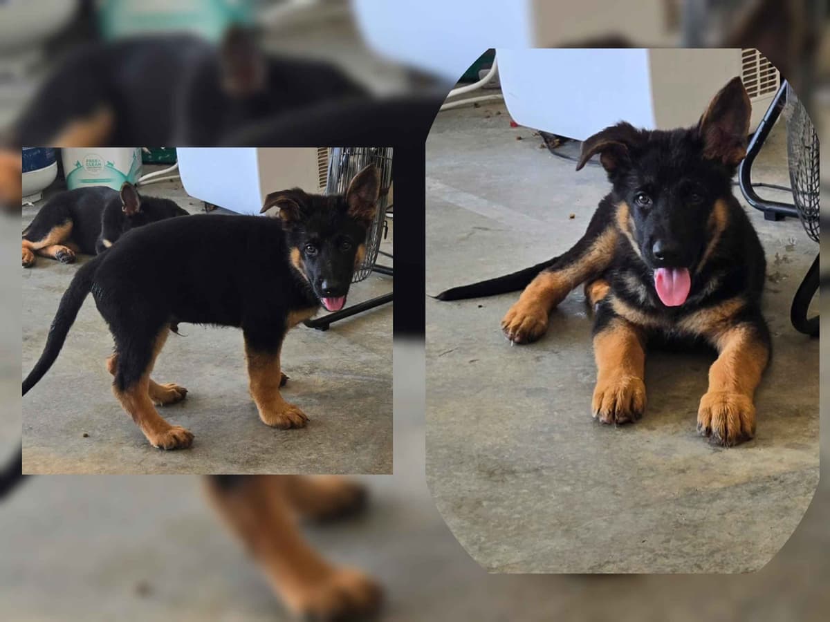 German Shepherd Dog Puppies breeder image 5
