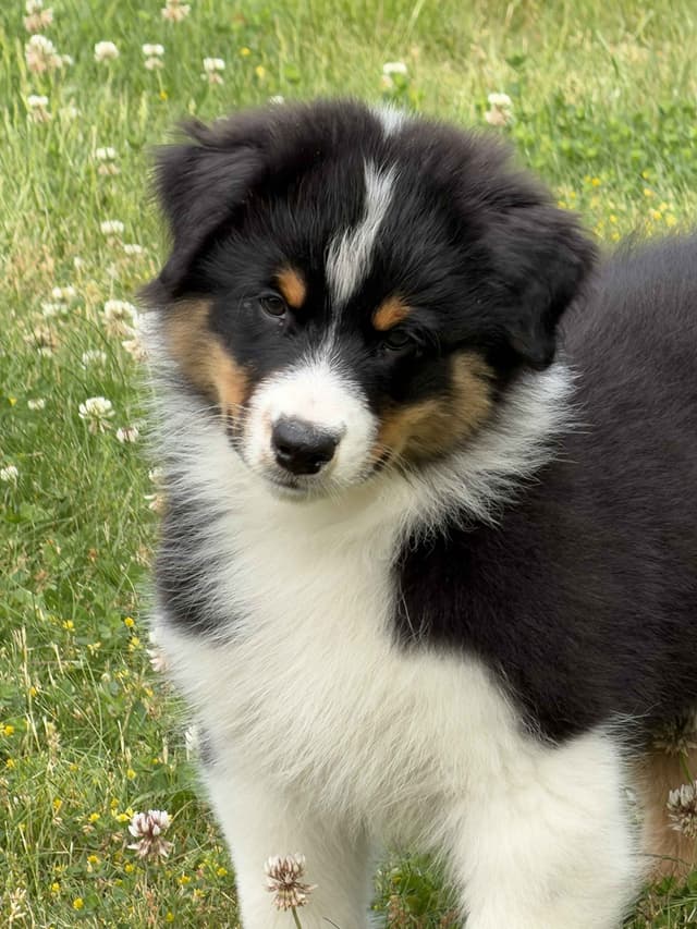 Australian Shepherds – Biddable & Versatile Puppies media 2