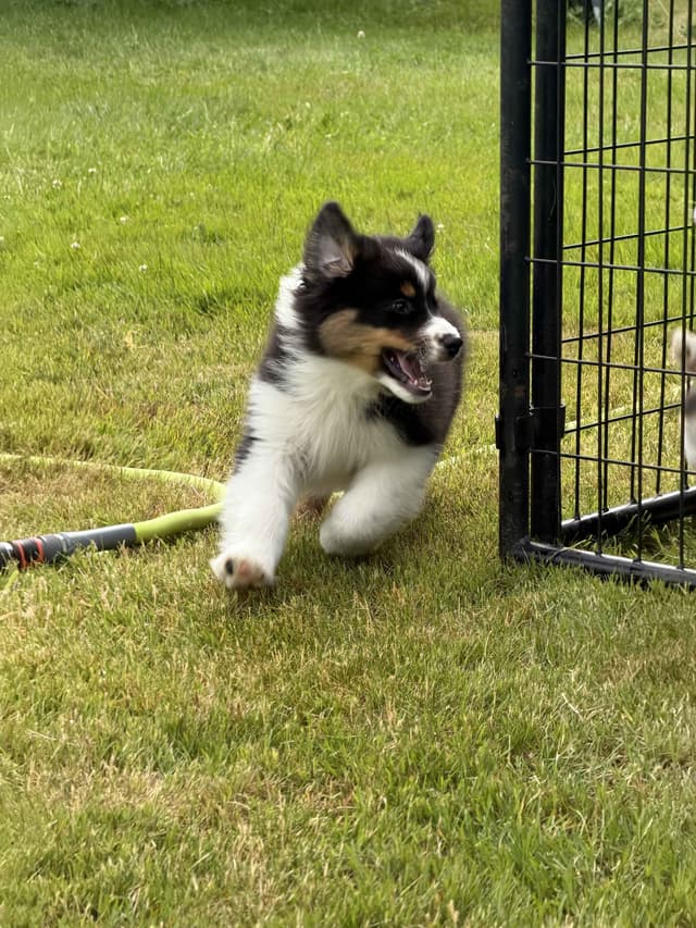 Australian Shepherds – Biddable & Versatile Puppies media 3