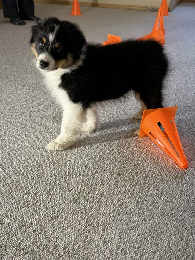Australian Shepherds – Biddable & Versatile Puppies media 4