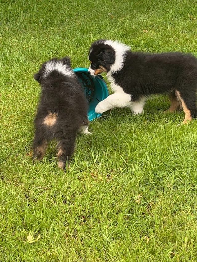 Australian Shepherds – Biddable & Versatile Puppies media 6