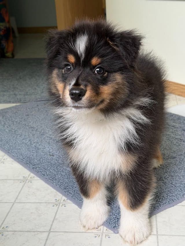 Australian Shepherds – Biddable & Versatile Puppies media 8