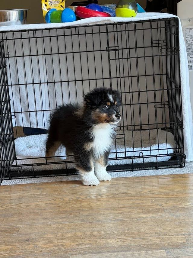 Australian Shepherds – Biddable & Versatile Puppies media 9