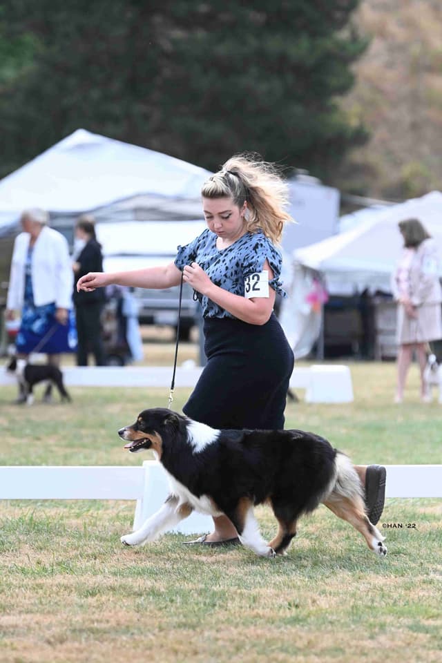 Australian Shepherds – Biddable & Versatile Puppies media 11