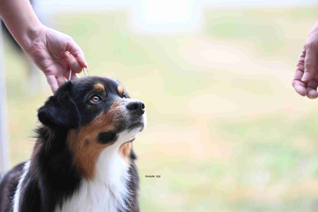 Australian Shepherds – Biddable & Versatile Puppies media 12