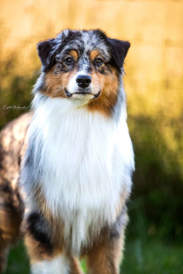 Australian Shepherds – Biddable & Versatile Puppies media 13