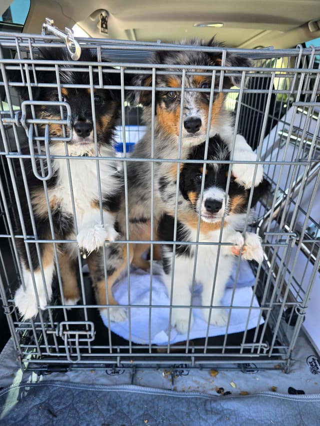Australian Shepherds – Biddable & Versatile Puppies media 15