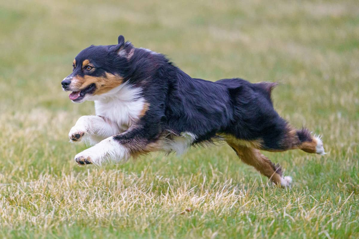 Australian Shepherds – Biddable & Versatile Puppies breeder image 2