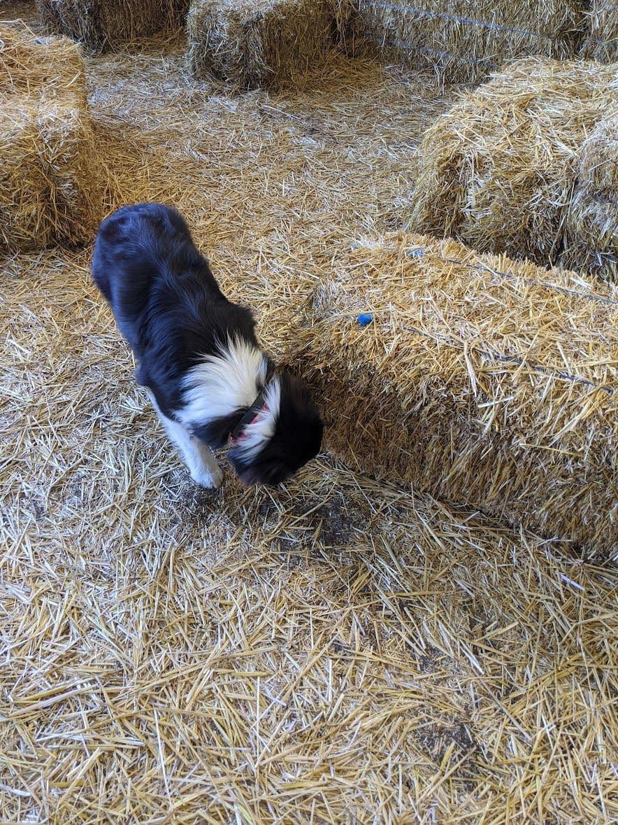 Australian Shepherds – Biddable & Versatile Puppies breeder image 3
