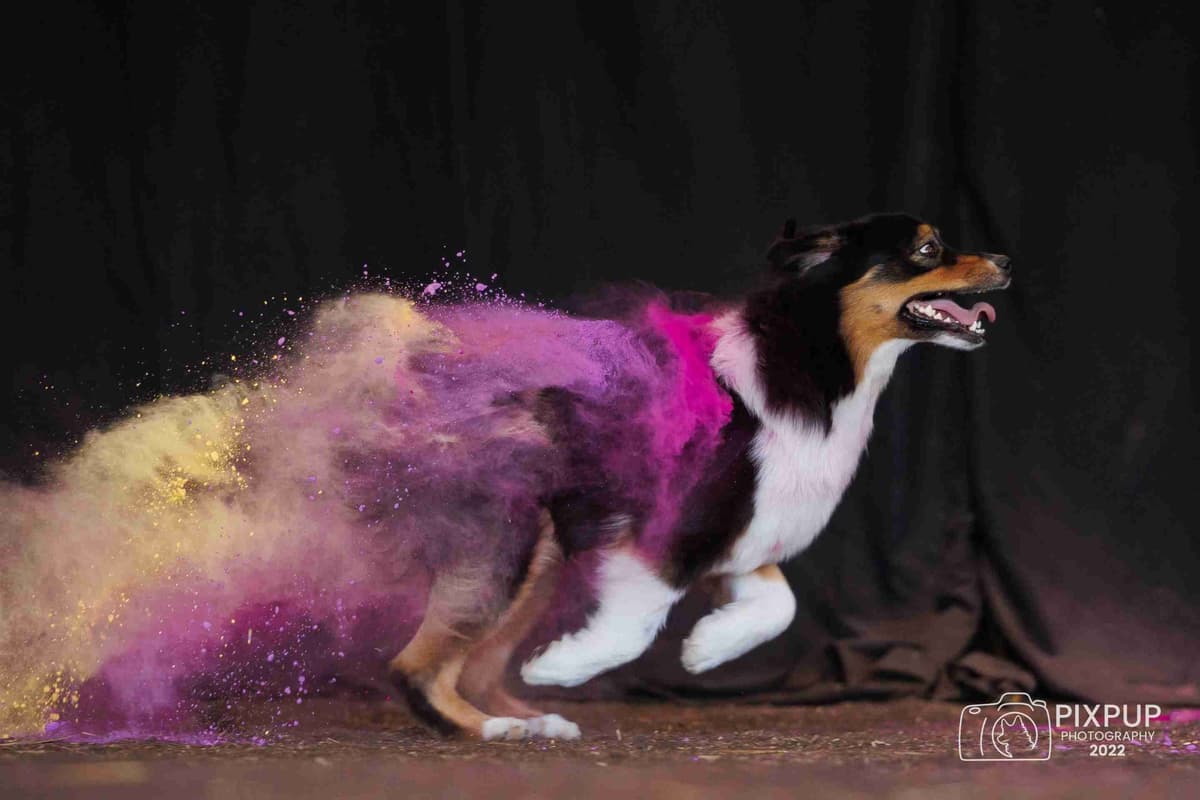 Australian Shepherds – Biddable & Versatile Puppies breeder image 4