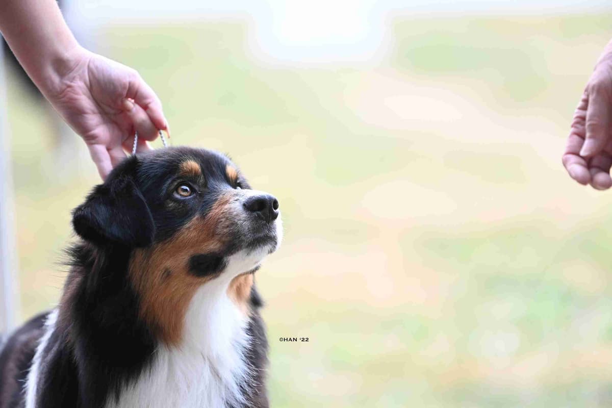 Australian Shepherds – Biddable & Versatile Puppies breeder image 6