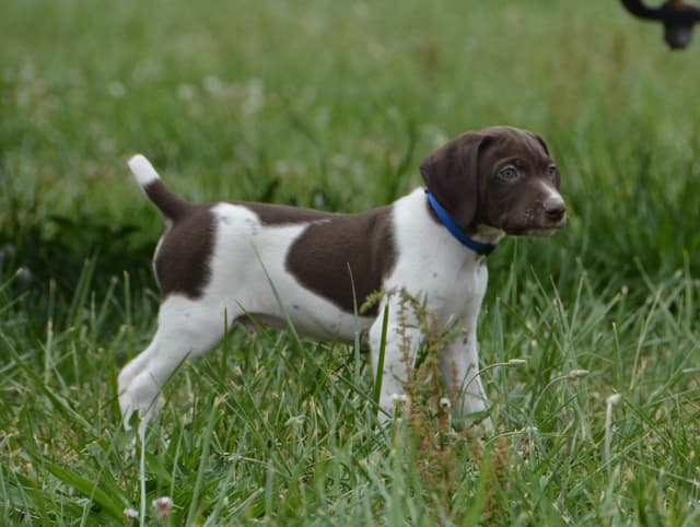 German Shorthaired Pointer Puppies media 3