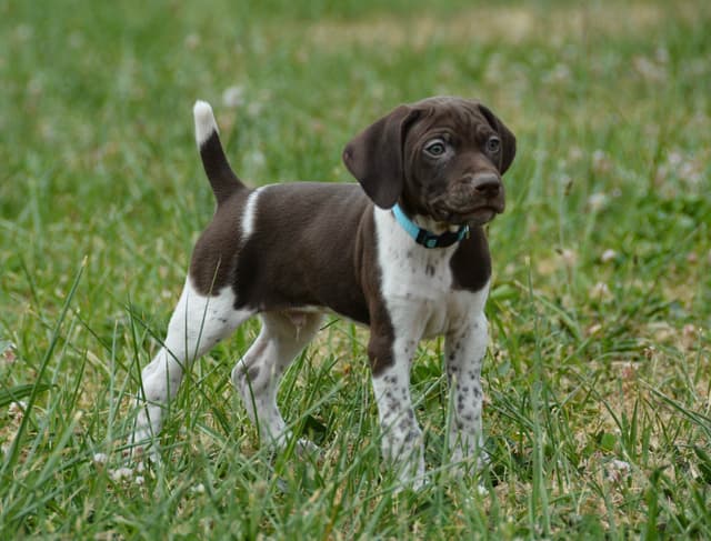 German Shorthaired Pointer Puppies media 4