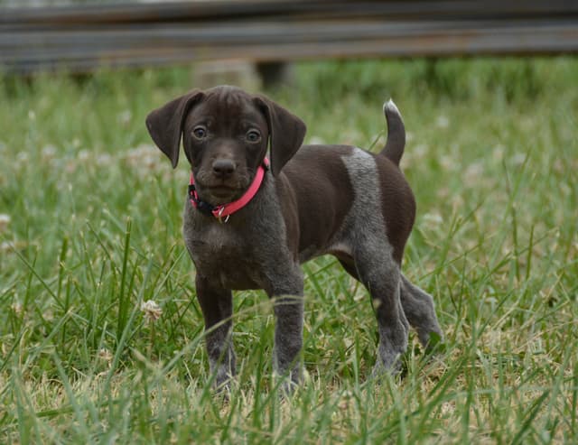 German Shorthaired Pointer Puppies media 5