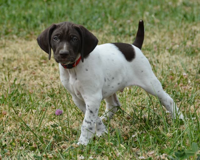 German Shorthaired Pointer Puppies media 7