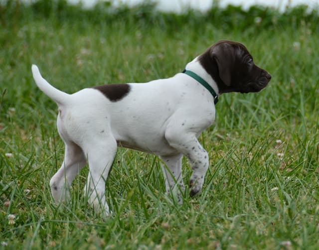 German Shorthaired Pointer Puppies media 8