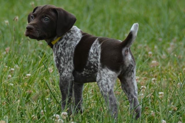 German Shorthaired Pointer Puppies media 2
