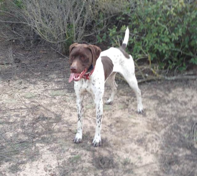 German Shorthaired Pointer Puppies media 9
