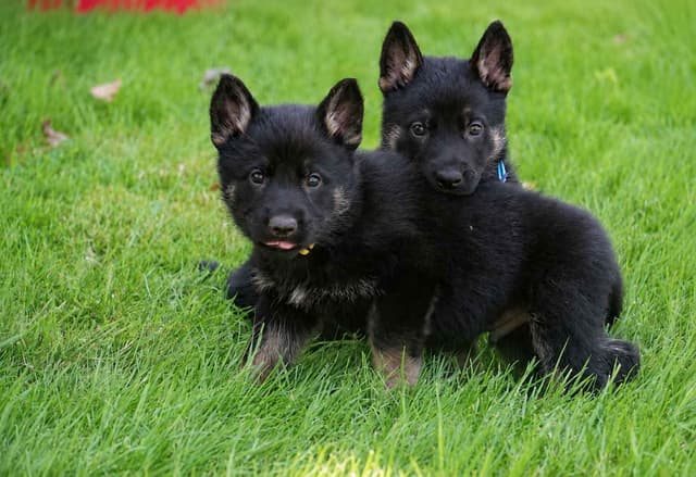 German Shepherd Dog Puppies media 2