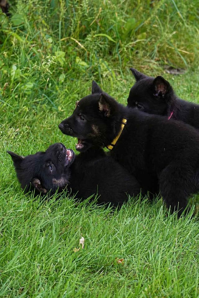 German Shepherd Dog Puppies media 4