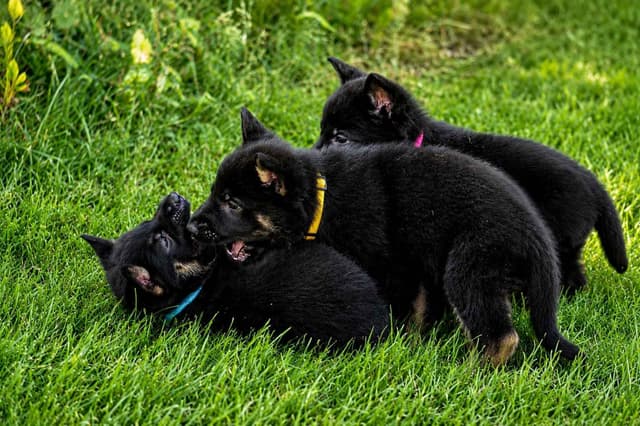German Shepherd Dog Puppies media 6