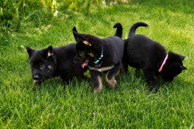 German Shepherd Dog Puppies media 7