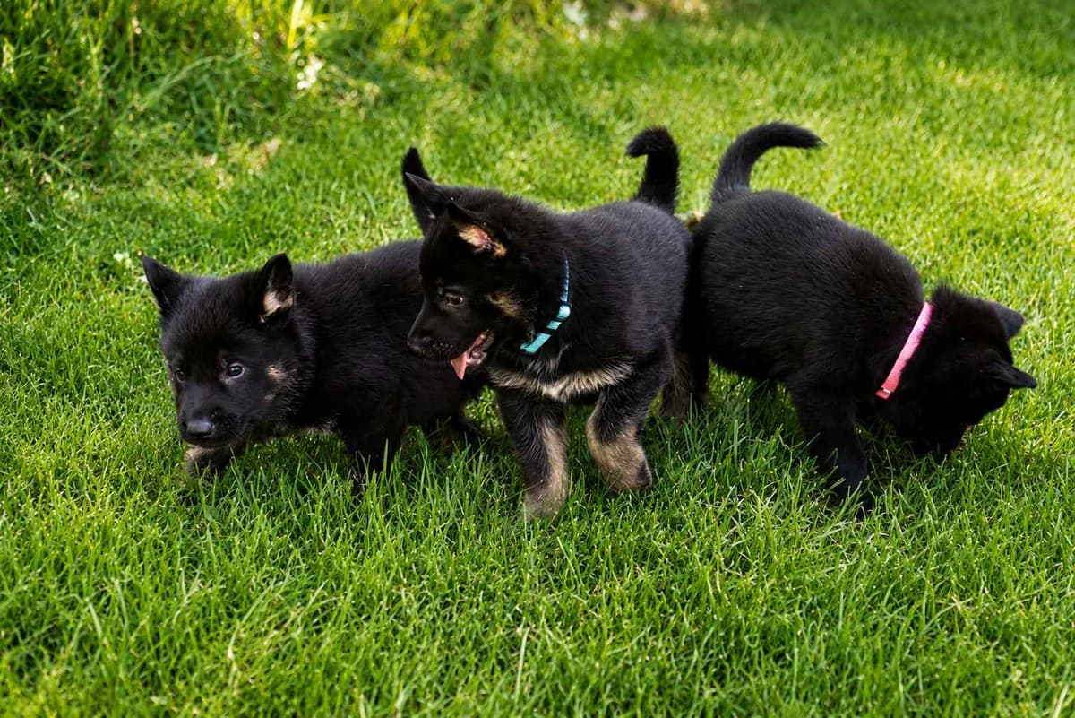German Shepherd Dog Puppies breeder image 1