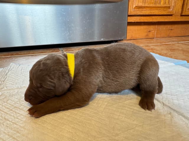 Chesapeake Bay Retriever Puppies media 6