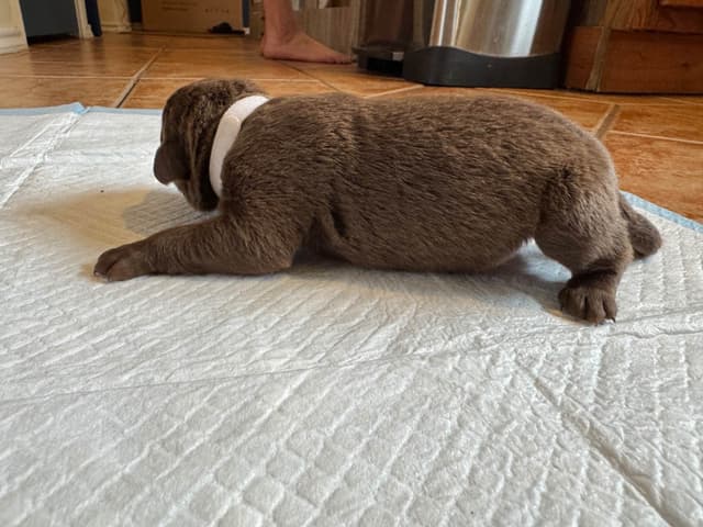 Chesapeake Bay Retriever Puppies media 2