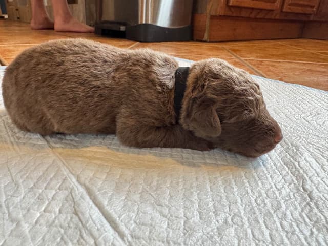 Chesapeake Bay Retriever Puppies media 4