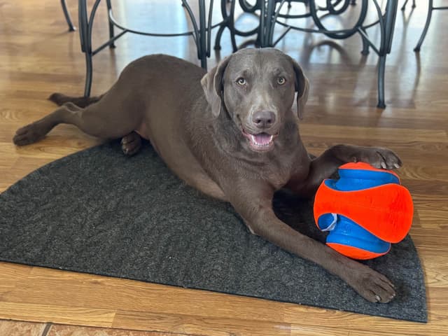Chesapeake Bay Retriever Puppies media 12