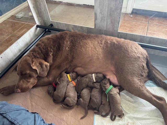 Chesapeake Bay Retriever Puppies media 13